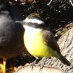Great Kiskadee